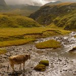 Ruscello verso l'Alpe Forno
